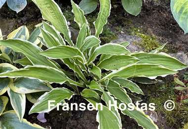 Hosta Duchess